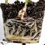 best plant rooting hormone