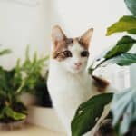 air cleaning plants safe for cats