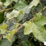 ivy plant pest control